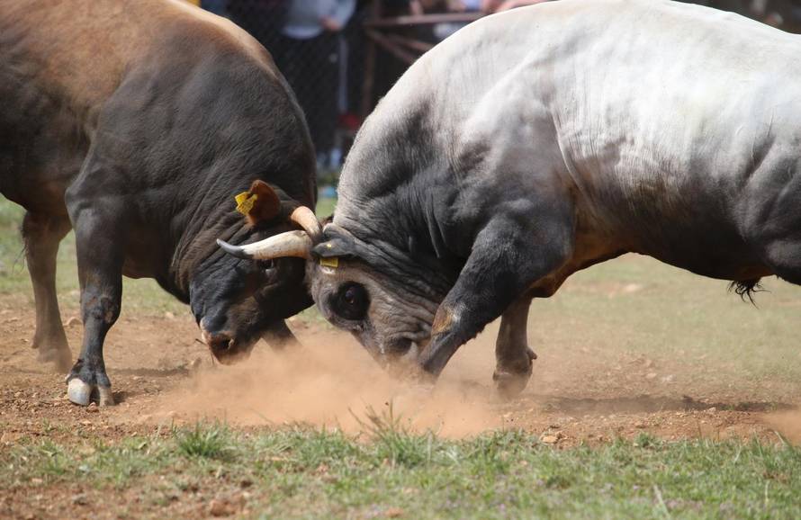 'Ne damo Peronji da viđa krave prije borbe. On bi se zaljubio!'