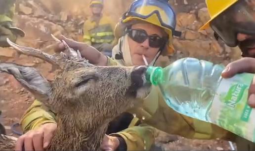 VIDEO Španjolski vatrogasci spasili srndaća iz požara: Dali su mu vode, pio im je iz ruke