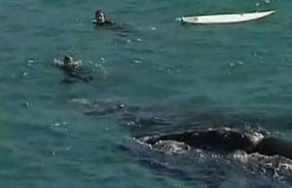 Australija: Surferi zaplivali sa kitovima u Sydneyu