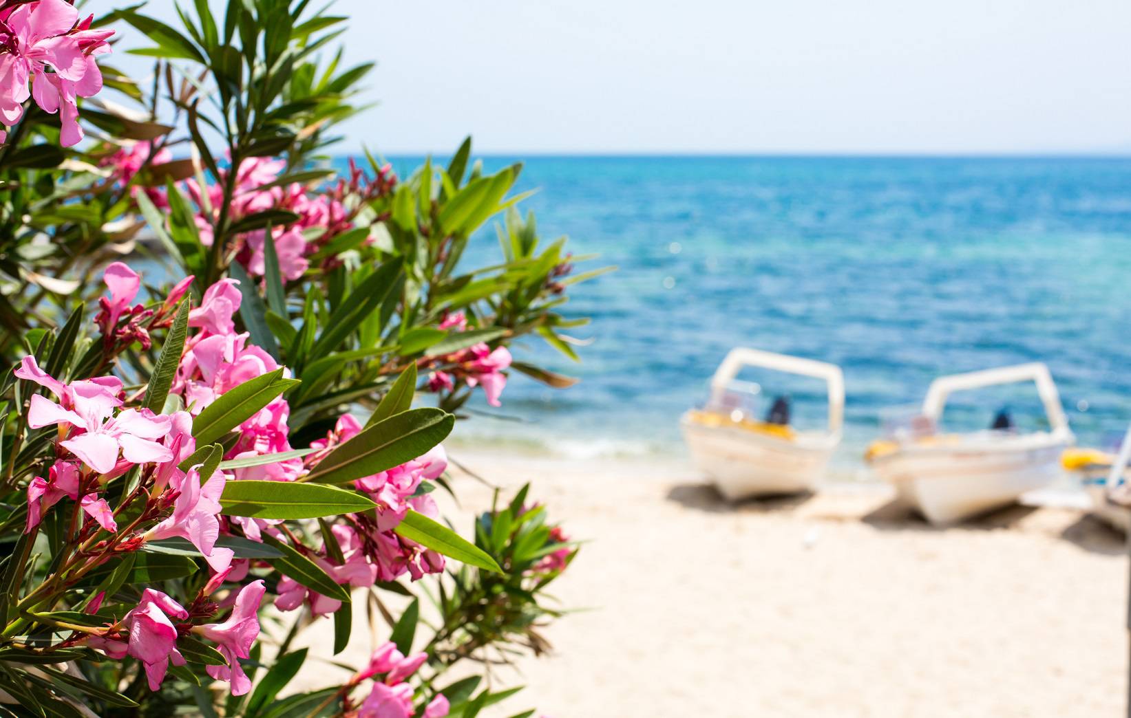 Pink oleander flowers, blue sea and boats summer background