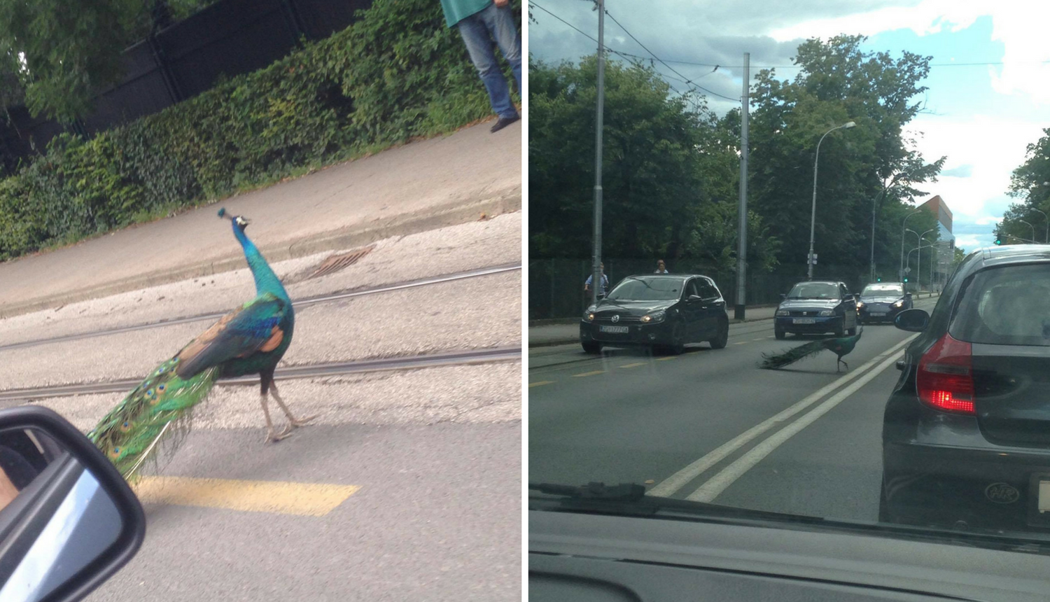 Paun u centru Zagreba: Odoh malo ‘baciti đir’ po gradu...