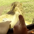 'Najgluplji turist ikad': Htio je dirati lava. Odmah se pokajao...