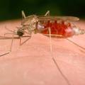 Novi lijek za malariju: Jednom dozom izliječili su sedam ljudi