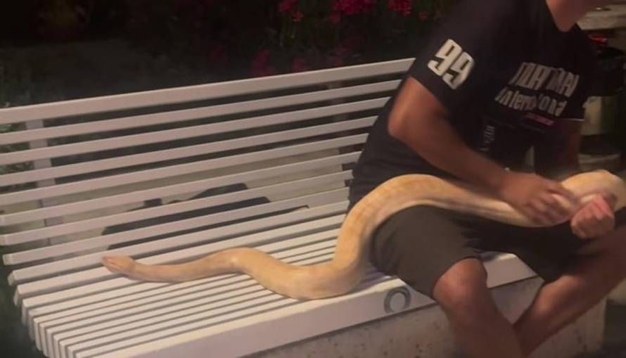 FOTO Na splitsku rivu stigao s ogromnim kraljevskim pitonom: Prolaznici u panici zvali policiju