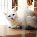 Veterinari: 'Lijekovi za &zcaron;ivotinje postaju obi&ccaron;na trgova&ccaron;ka roba'