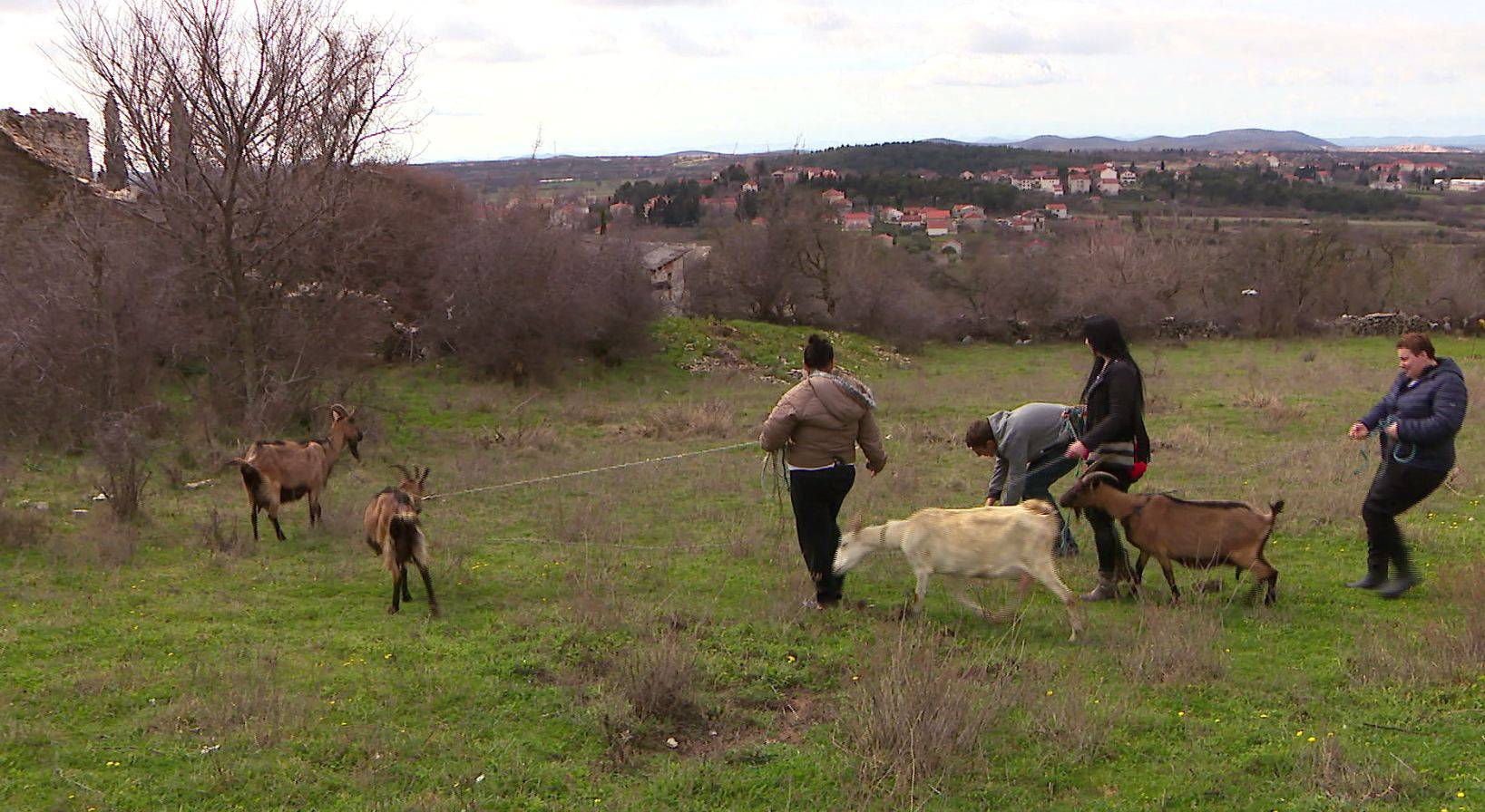 Farmer Josip: 'Nikolina nježno drži jarića, bit će dobra majka'