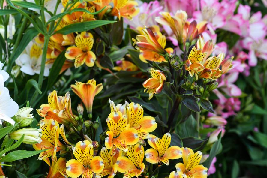 Floraart: Sadnice cvijeća od 2 kune, a za 25 mini vrt u posudi