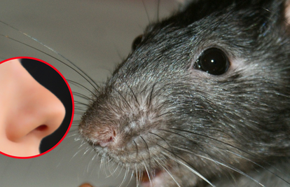 Varaždinku je ugrizao štakor: 'Šokirana sam, počeo me jesti!'