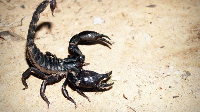Obitelj iz Austrije digla paniku nakon povratka s ljetovanja u Istri: U torbi su našli škorpiona