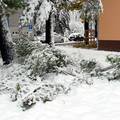 FOTO Zimski prizori: Težina snijega u Sisku slomila grane