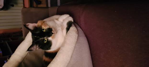 SUPER FOTKE vaših ljubimaca! Neki bi mogli biti viralni hit, ali svi su jednostavno neodoljivi