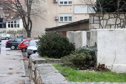 Šibenik: Raskićeni borovi bačeni pored smeća čekaju svoj odvoz