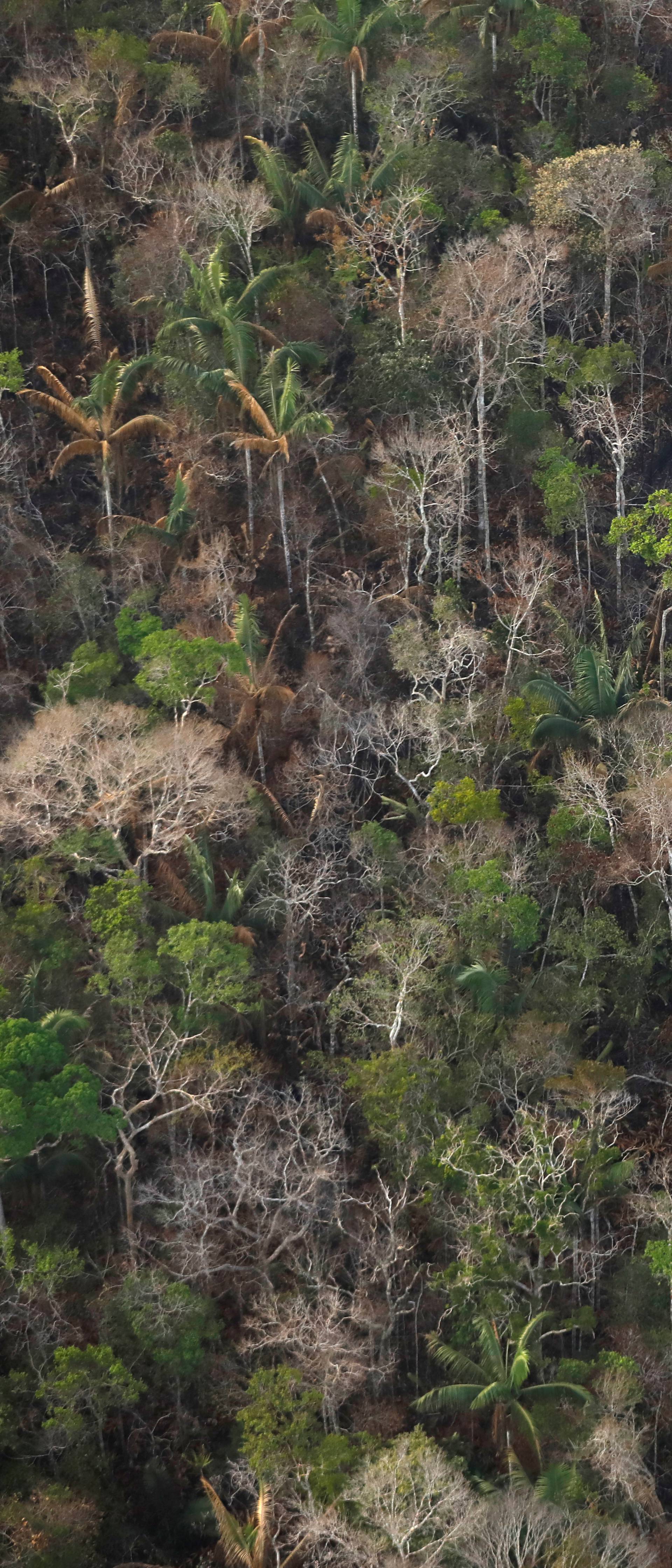 Brazil gubi 10.000 četvornih kilometara prašuma godišnje