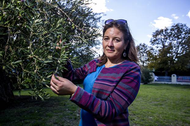 Kastel Stafilic: 1500 godina stara maslina natjece se za Hrvatsko stablo godine