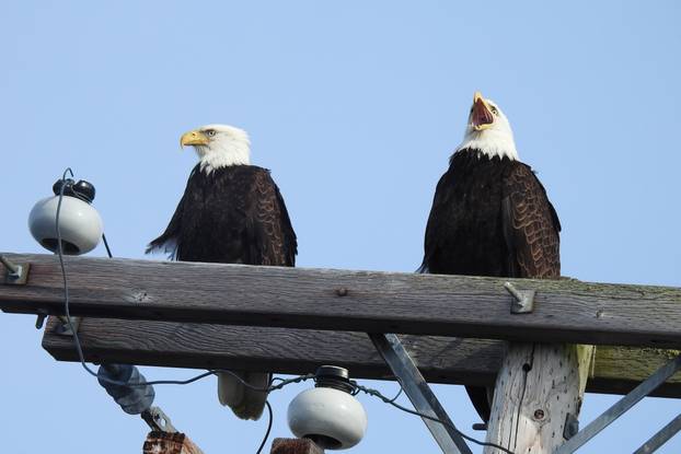 A,Couple,Of,Bald,Eagles,Perched,On,A,Powerline,Pole,