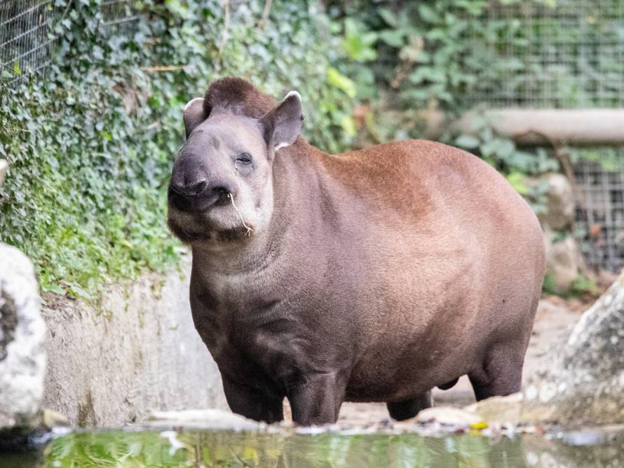 Tužno! U ZOO vrtu uspavali isti dan kapibaru i tapira. Bili su naj prijatelji, nisu ih htjeli razdvojiti