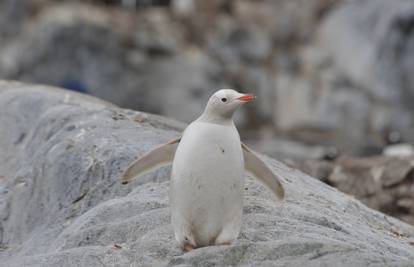 Na otočju Galapagos pronađen je  rijetki potpuno bijeli pingvin