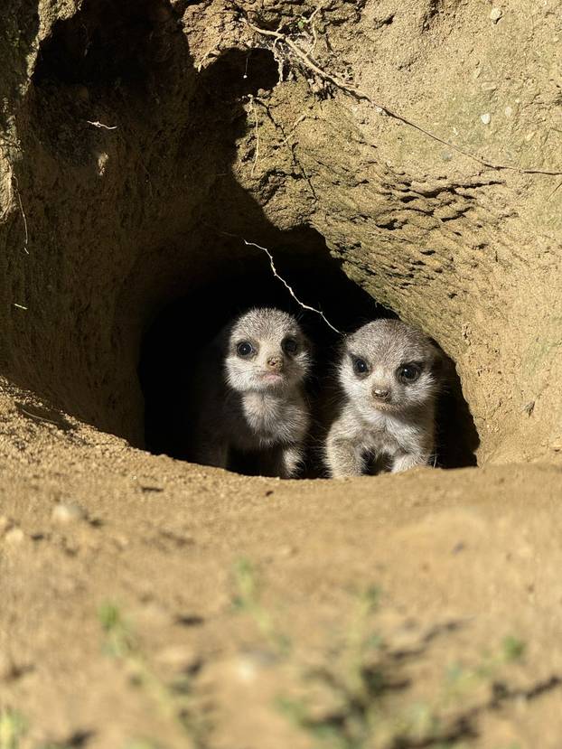 FOTO Tko nam je to stigao? Zoo u Zagrebu ima nove stanovnike: Pogledajte tri slatka merkata