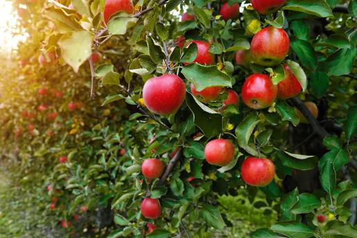 Produljuju život i voljeli su ih kraljevi: Evo gdje u Hrvatskoj možete probati vrhunske jabuke