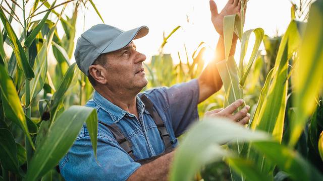 One senior farmer is examining corn