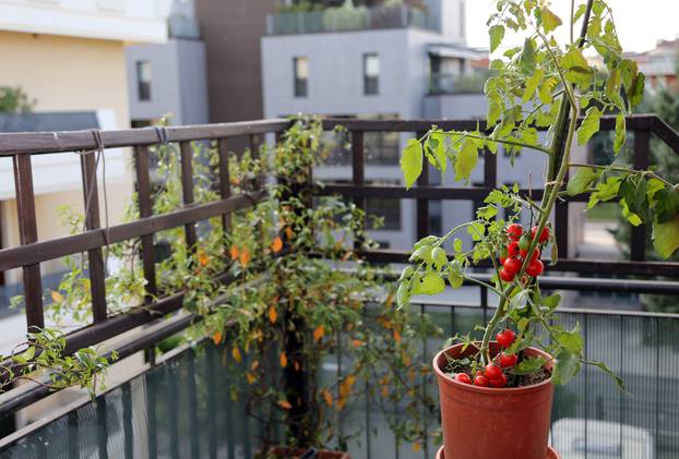 Tomato plant in the pot on the terrace of a house