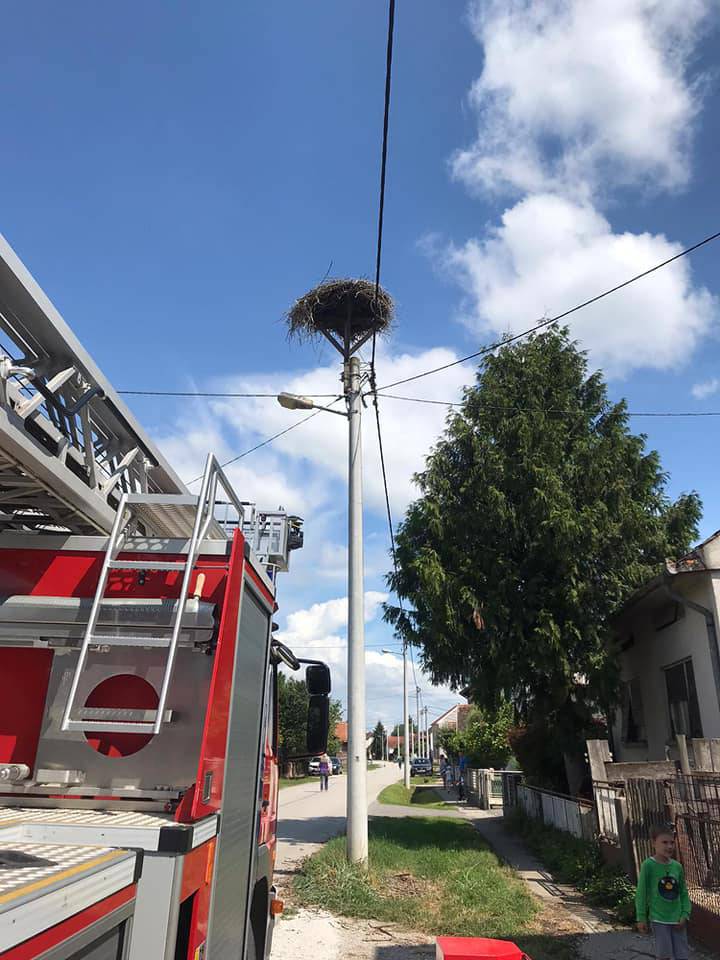 Rode ispale iz gnijezda u mjestu Kuče, vatrogasci su ih spasili...