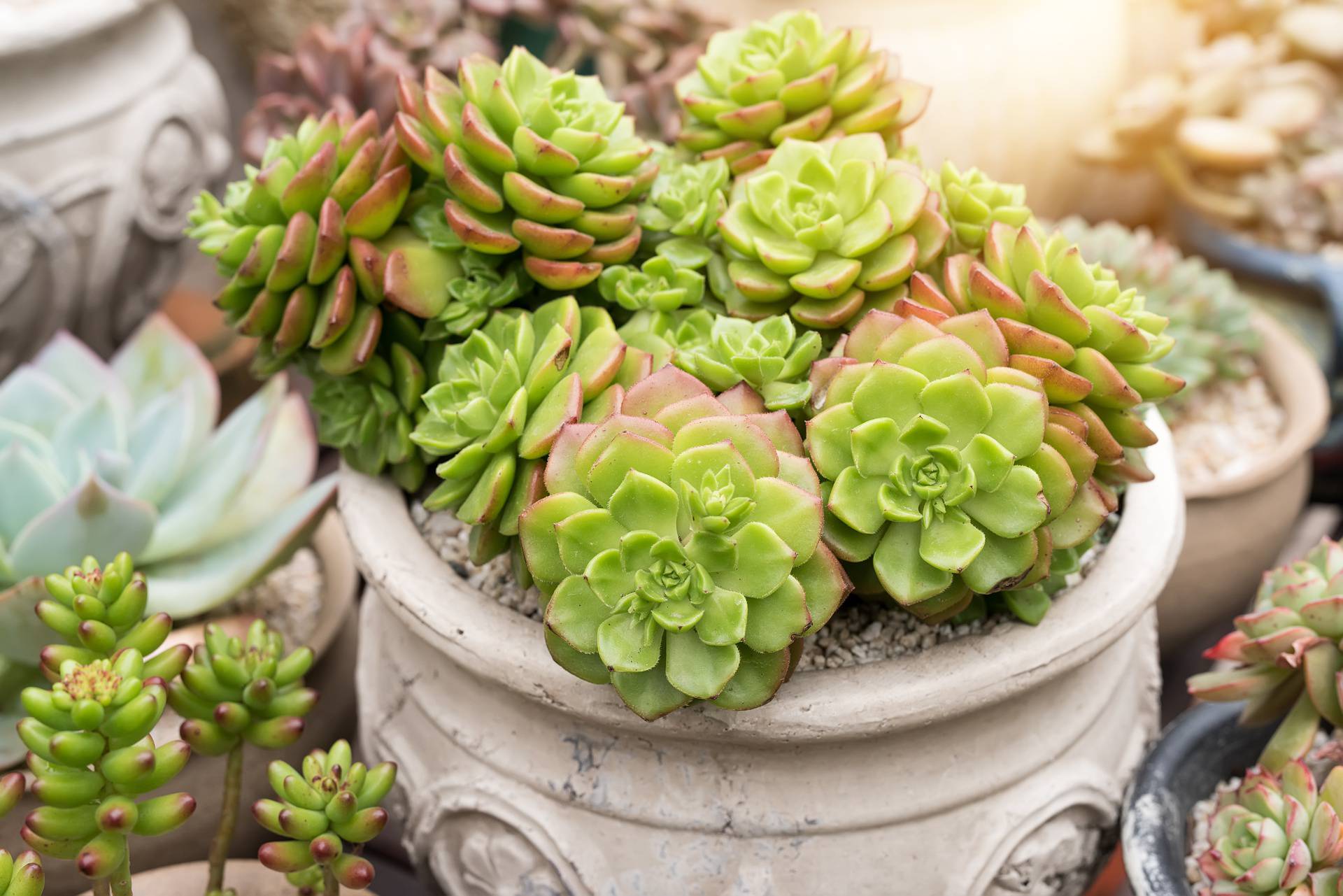  Miniature succulent plants