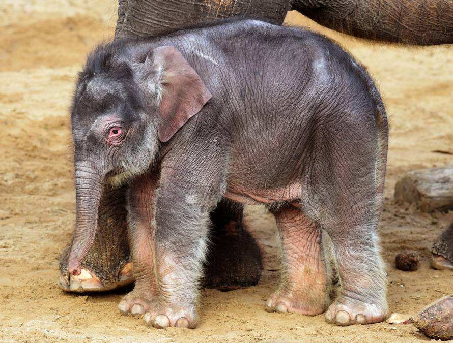 Third baby elephant at the Hanover Adventure Zoo