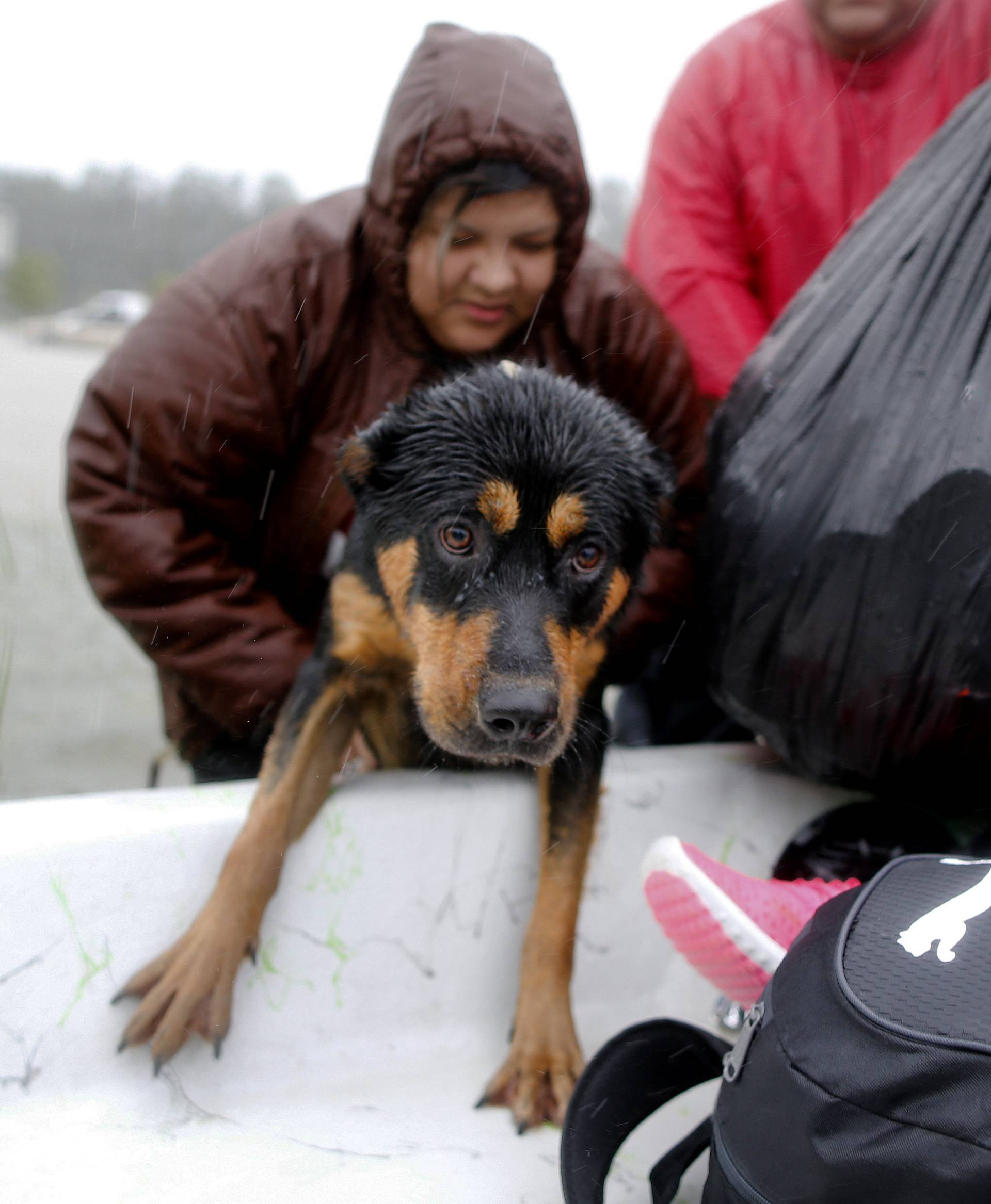 Dog is rescued from the flood waters of Tropical Storm Harvey in Beaumont Place, Houston