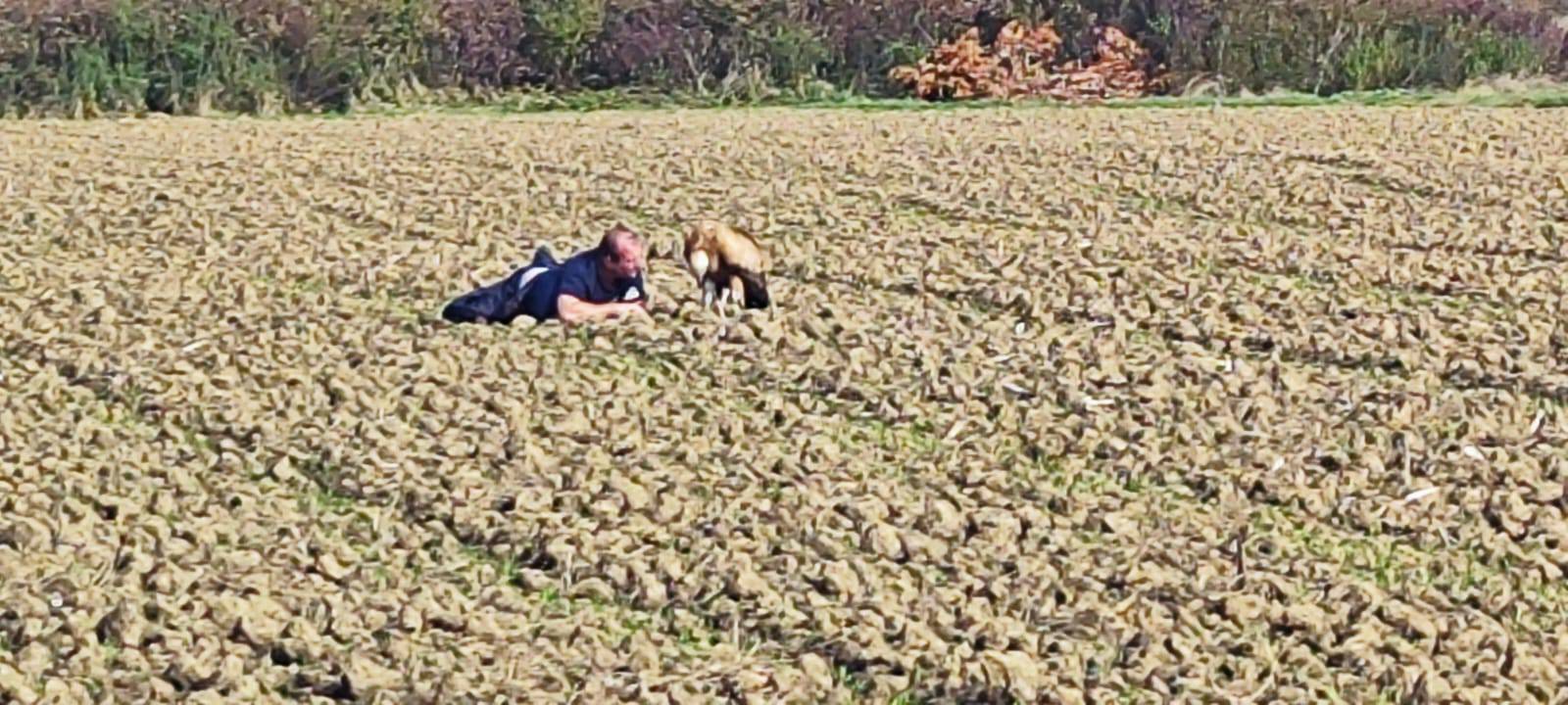 Bjeloglavi sup je silno mršav, ali nema ozljeda: "Najvažnije je sad da se dobro najede mesa..."