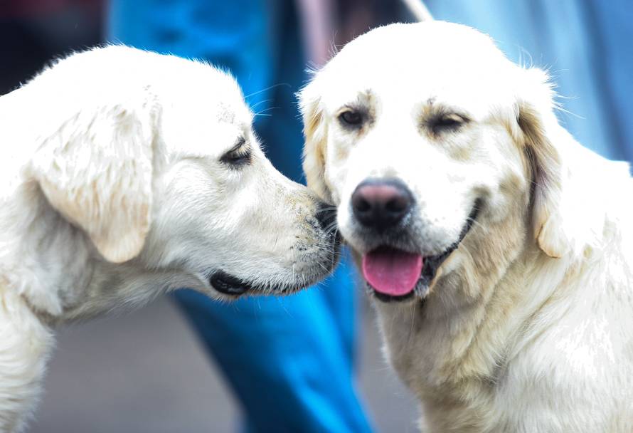 U Donjoj Pušći održana je specijalna izložba pasa 8. i 9. FCI grupe