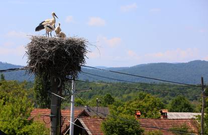 Obitelj roda smjestila se visoko iznad sela: Četiri potomka samo čekaju kad će sljedeći obrok