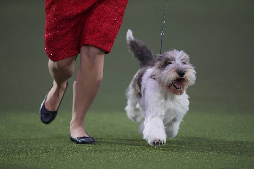Crufts Dog Show 2026 - Day Four