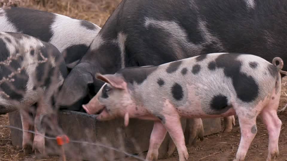 How AI can decode oinks and grunts to keep pigs happy