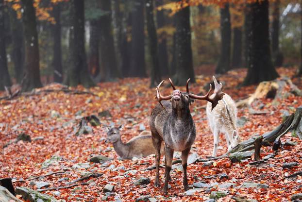 Delnice: Jeleni lopatari u park šumi Japlenški vrh