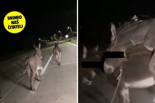 VIDEO Snimka tovara u 'klinču' digla je cijelo selo! Načelnik za 24sata: I mi tražimo vlasnike