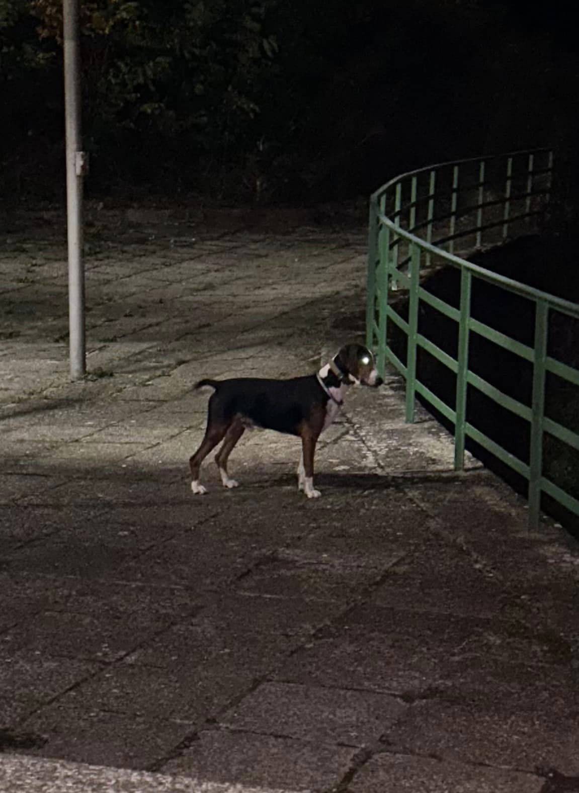 Žena zvala policiju zbog psa koji često lunja sam, vlasnik Gordan Lauc vrijeđao njenog supruga