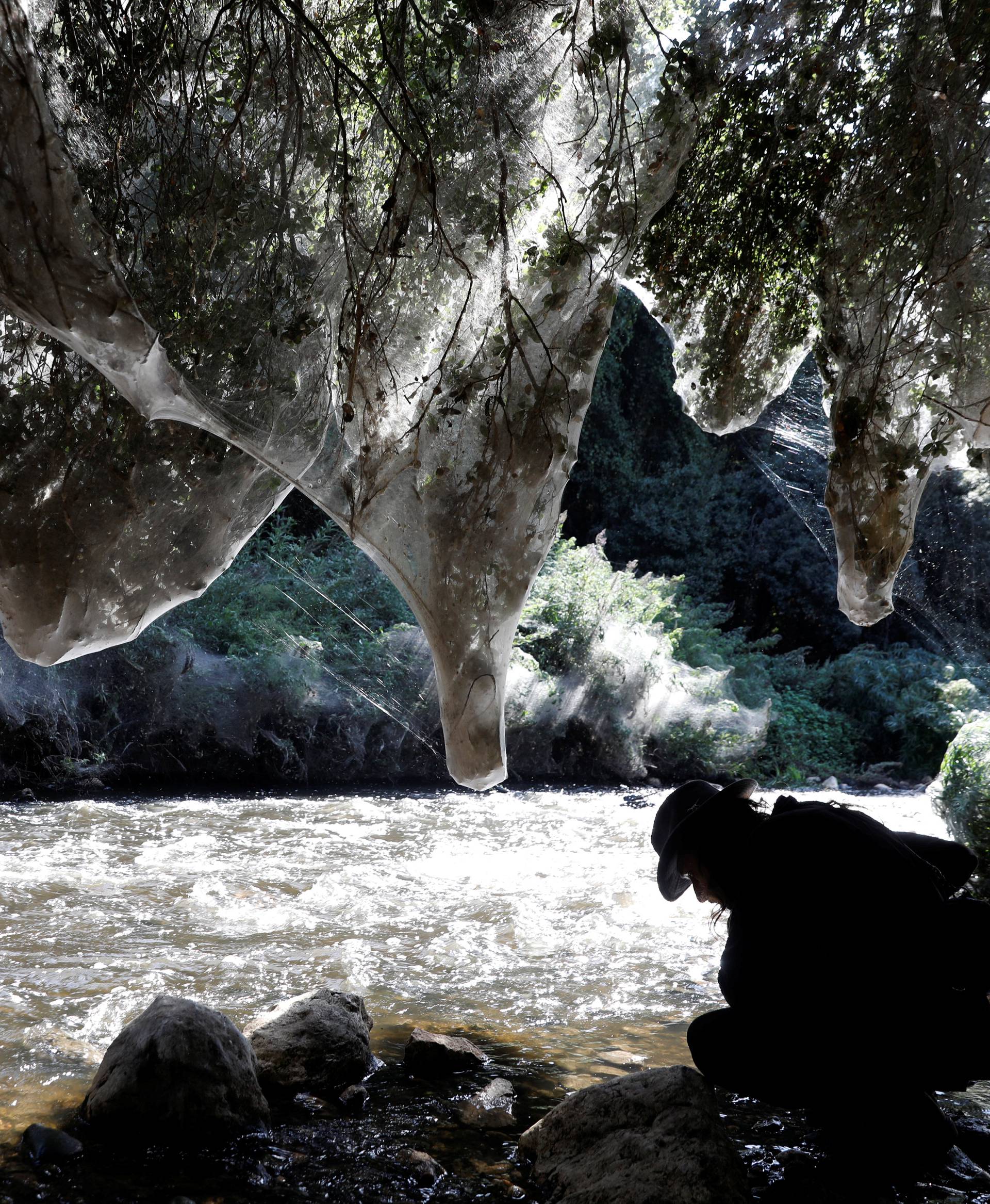 Giant spider webs, spun by long-jawed spiders (Tetragnatha), cover sections of the vegetation along the Soreq creek bank, near Jerusalem