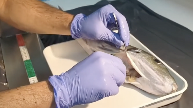 VIDEO Secirali najotrovniju ribu Jadrana koju su ulovili u Istri