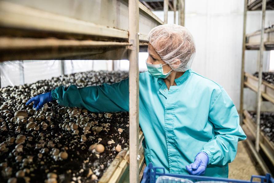 Izgradio je dva plastenika, a danas proizvodi 35 tona gljiva