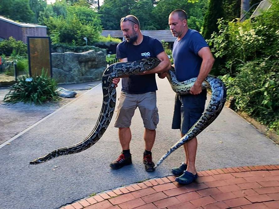 Impresivni primjerak na Jarunu: Uhitili muškarca pa mu u stanu našli pitona dugog 5,5 metara!
