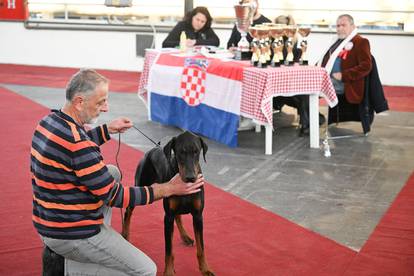 Zagreb: Izložba pasa Winter classic na Velesajmu