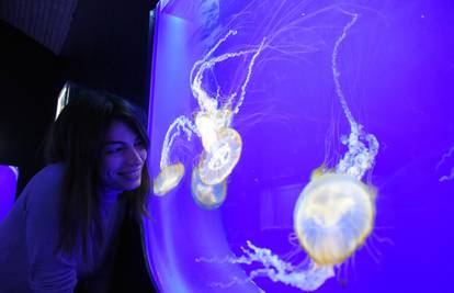 Pokvario im se klima uređaj, a meduze su mislile da je smak svijeta i počele se razmnožavati