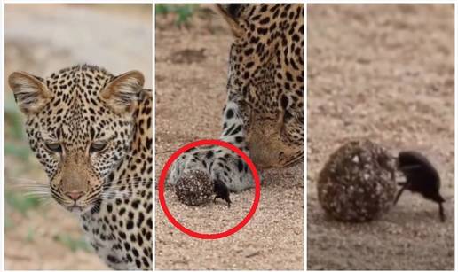 Ovaj video je hit! Leopard u čudu gleda kukca kako gura kuglicu izmeta: 'Sizifov posao'