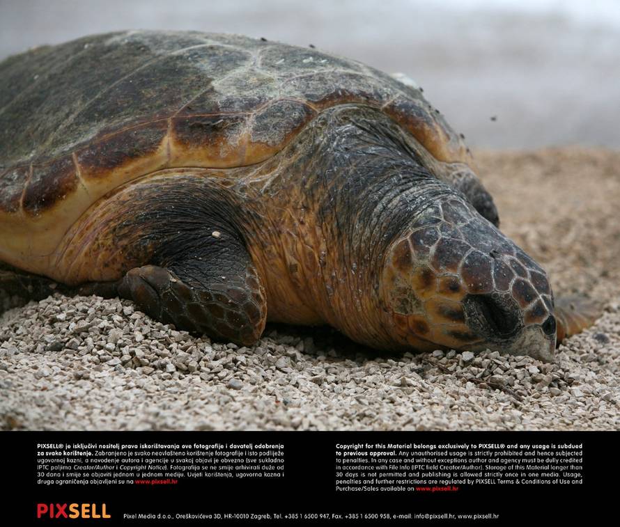 Duško Jaramaz/Pixsell