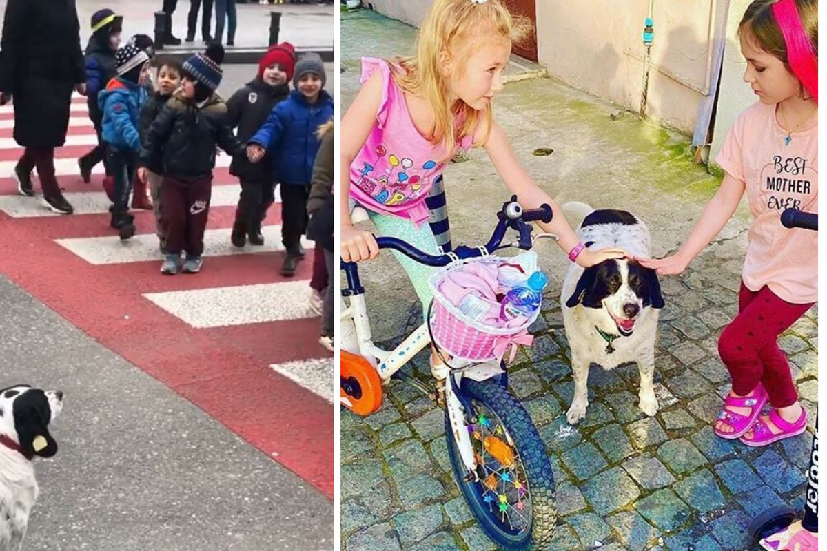 Pas iz Gruzije svaki dan čuva djecu iz vrtića dok prelaze cestu