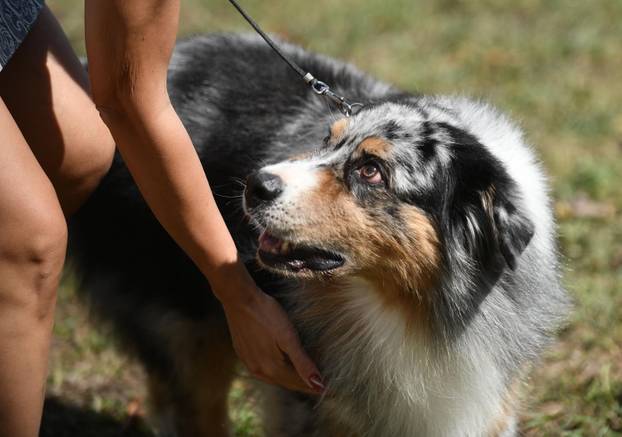 Nacionalna izložba pasa "Velika Gorica Trophy 2025"