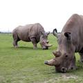 'U manje od 10 godina nestalo je 20 tisuća bijelih nosoroga!'