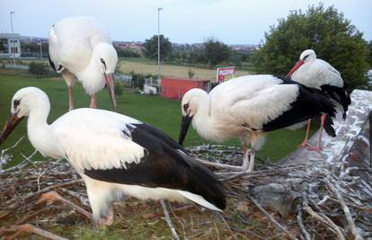 Ptići Klepetana i Malene se pripremaju napustiti gnijezdo