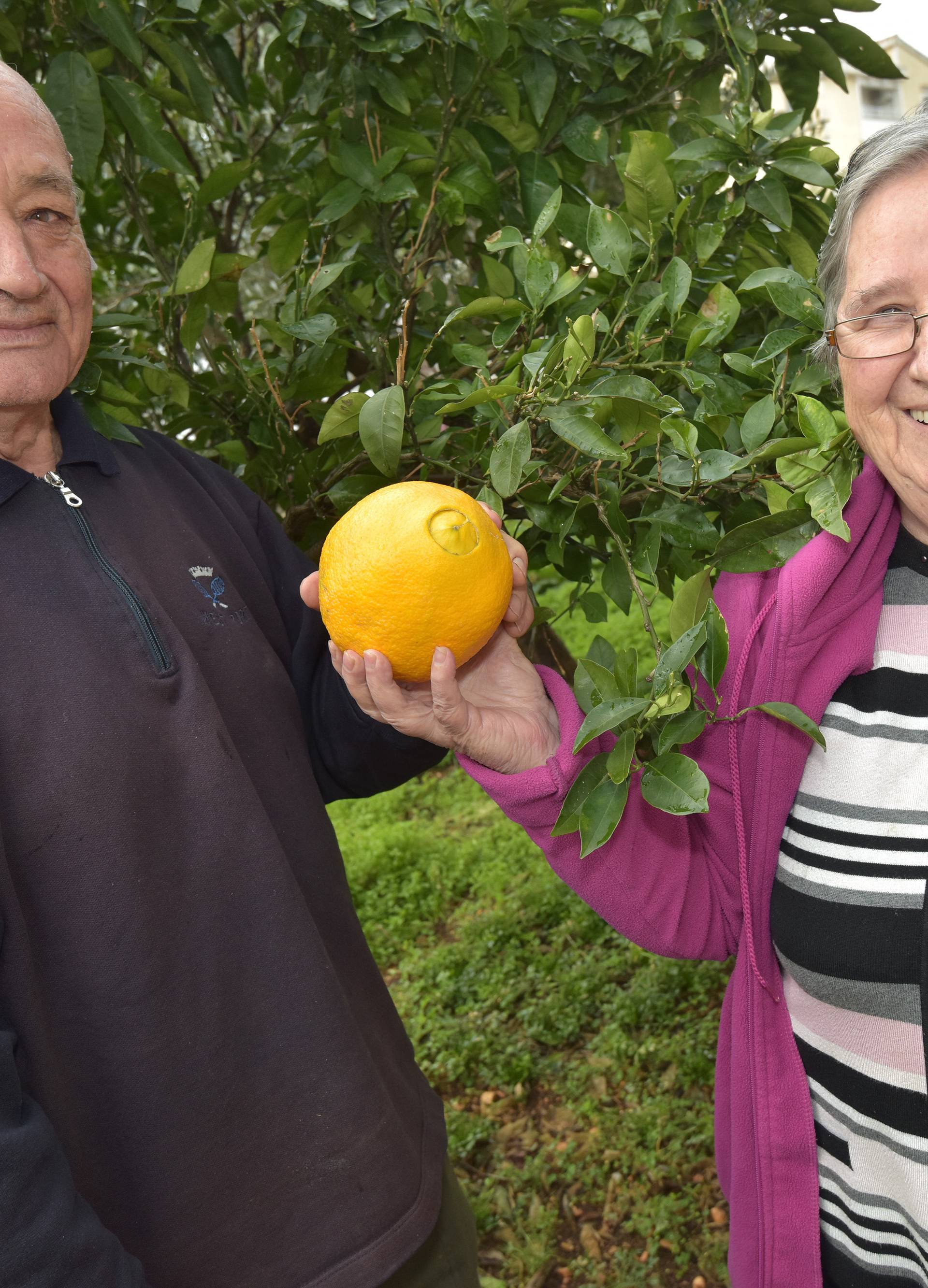 Marijine naranče su gorostasi: Kapitalka ima skoro kilogram!